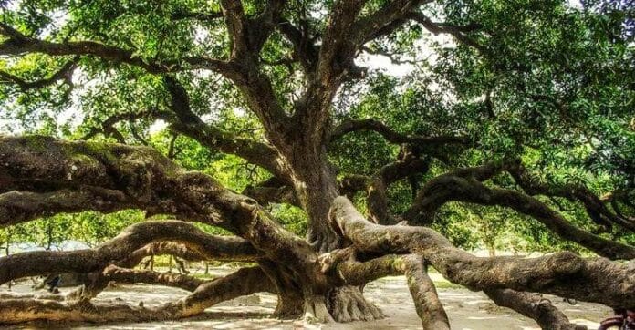 প্রকৃতির বিস্ময় ২০০ বছরের প্রাচীন আমগাছ!