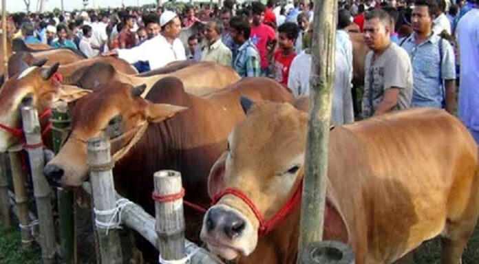 রাজধানীতে কোরবানির পশুর হাট বসছে যেসব জায়গায়