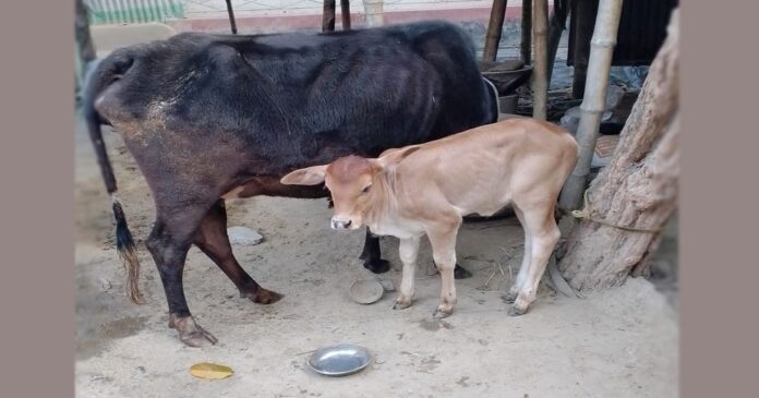 এবার বাংলাদেশী কৃষকের গরু চুরি করলো বিএসএফ