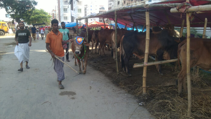 গবাদিপশুর প্রবেশ ঠেকাতে সীমান্তে কঠোর সরকার