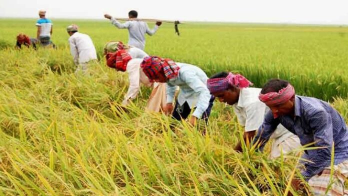 নিরবচ্ছিন্ন বিদ্যুতে এবার বোরোর বাম্পার ফলন