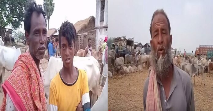 বাংলাদেশিরা গরু নিচ্ছে না বলে আহাজারী ভারতীয়দের