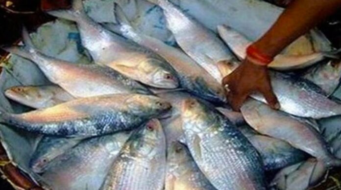 ইলিশ চেয়ে বাংলাদেশকে কলকাতার ব্যবসায়ীদের চিঠি