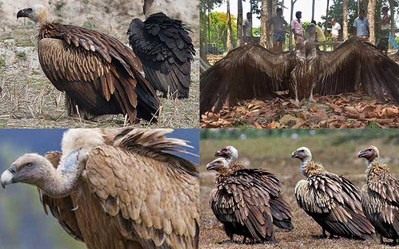 শকুনের নিরাপদ আশ্রয়: বাংলাদেশের অনন্য “রেস্তোরাঁ” বিলুপ্তির পথে থাকা পাখিকে টিকিয়ে রাখছে