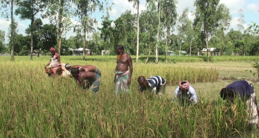 নীলফামারীতে ইস্পাহানির বীজে আমন আবাদ করে বিপাকে কৃষক