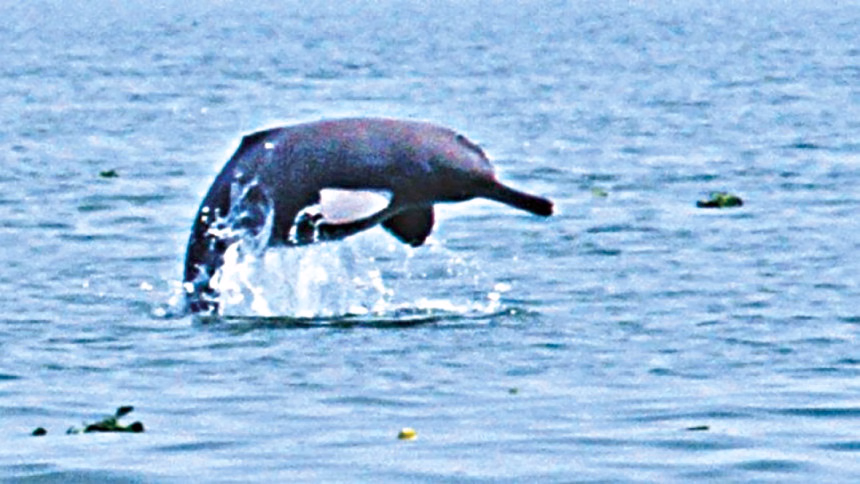 কুয়াকাটায় ৮ বছরে ভেসে এসেছে ১৩৫ ডলফিন, মৃত্যুর কারণ অজানা