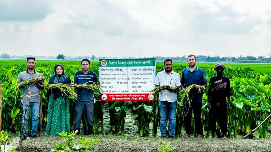লতি কচু চাষ করে কুষ্টিয়ার আসমার ভাগ্য বদল