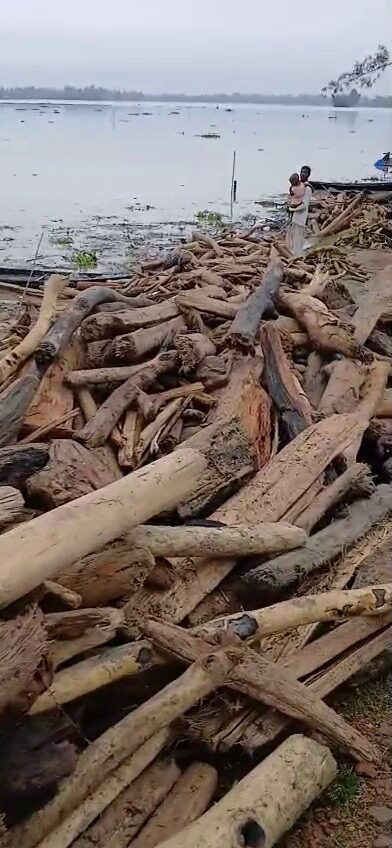 কুড়িগ্রামের কালজানি নদীতে ভেসে আসছে হাজারো গাছের গুঁড়ি