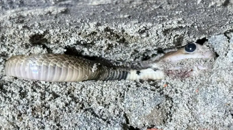 ঢাকায় বিষধর গোখরার দেখা মিলছে কেন?