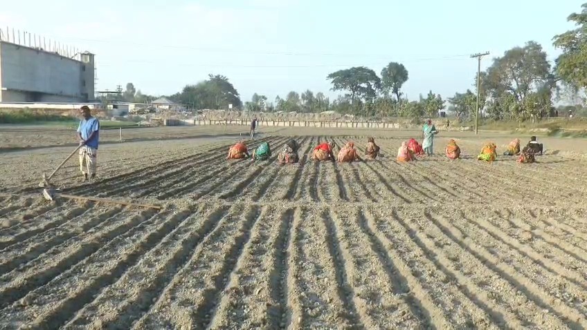 সিন্ডিকেটের কারসাজিতে কুড়িগ্রামে সার সংকট, বিপাকে আলু চাষিরা