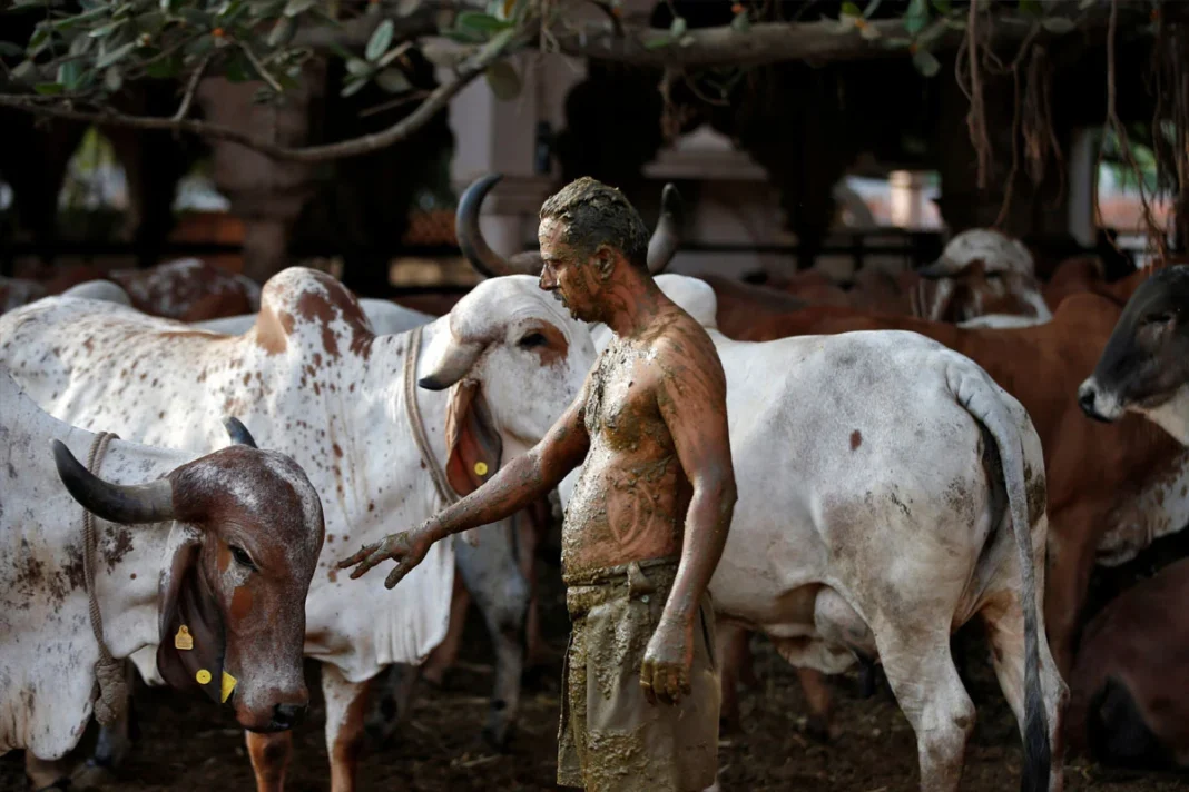 ভারতে ক্যানসার গবেষণার কাচামাল গোবর গোমূত্র: কোটি রুপি লোপাট