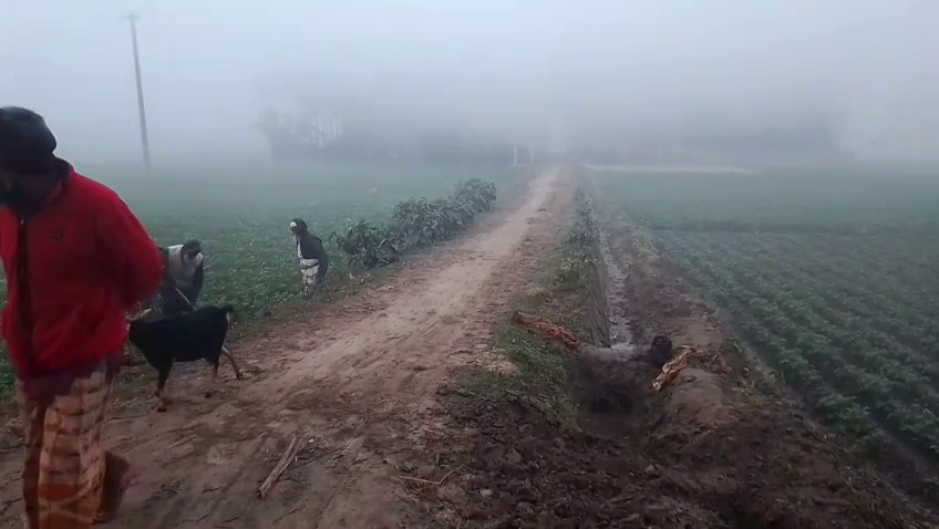 কুড়িগ্রামে কুয়াশার দাপট, তাপমাত্রা ১১ ডিগ্রি সেলসিয়াস