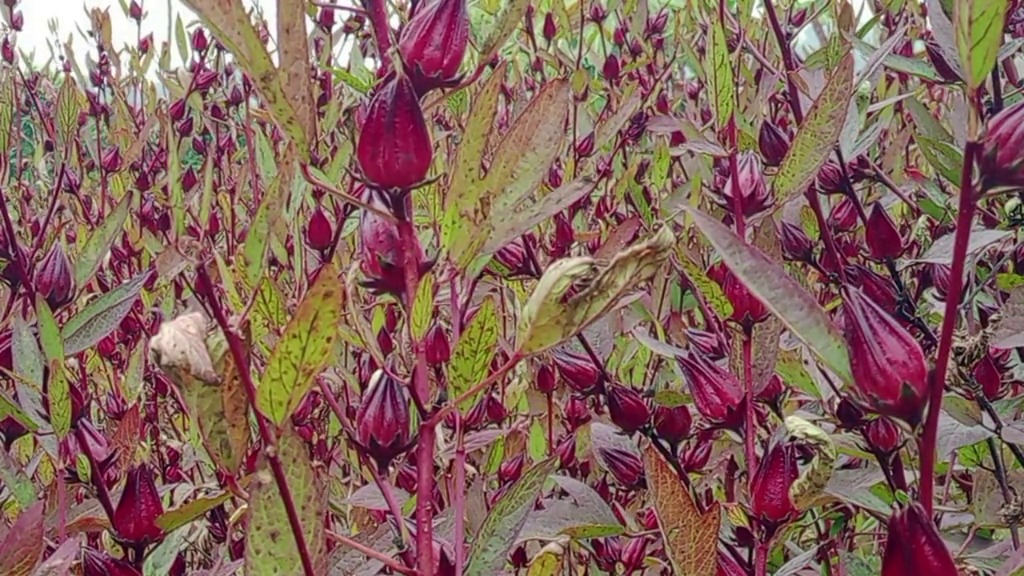 ৩৫ হাজার টাকা খরচ করে রোজেলা চা চাষ, লাভ এক থেকে দেড় লাখ টাকা