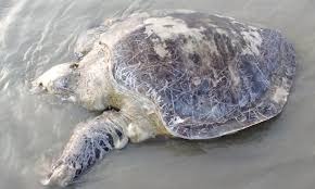 সৈকতে ভেসে এলো ৪০ কেজির কচ্ছপ