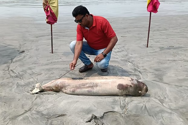 কুয়াকাটা সমুদ্রসৈকতে এবার ভেসে এল মৃত ডলফিন কুয়াকাটা সমুদ্রসৈকতে এবার ভেসে এল মৃত ডলফিন