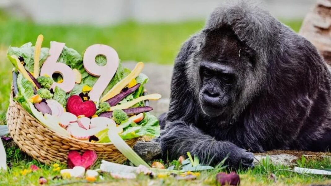 বিশ্বের সবচেয়ে বেশি বয়সী গরিলার জন্মদিন উদ্‌যাপন