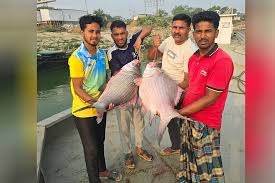 পদ্মা নদীর দুটি কাতলা-রুই বিক্রি হলো লাখ টাকার ওপরে