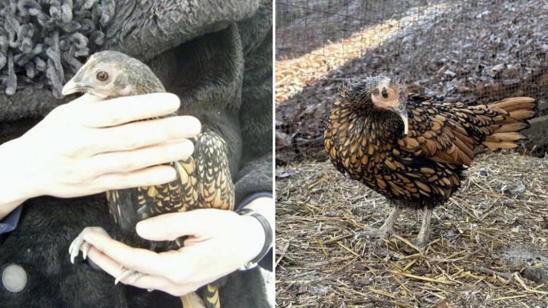 বিশ্বের সবচেয়ে বেশি বয়সী মুরগি: গার্টি
