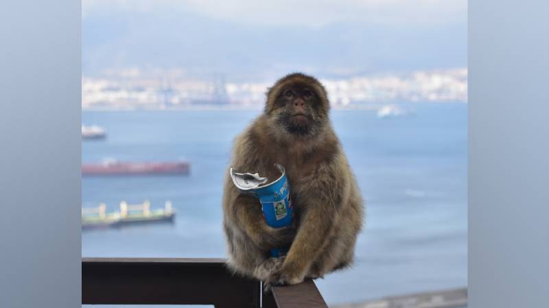 বদহজম প্রতিকারে মাটি খায় জিব্রাল্টার প্রণালির বানর