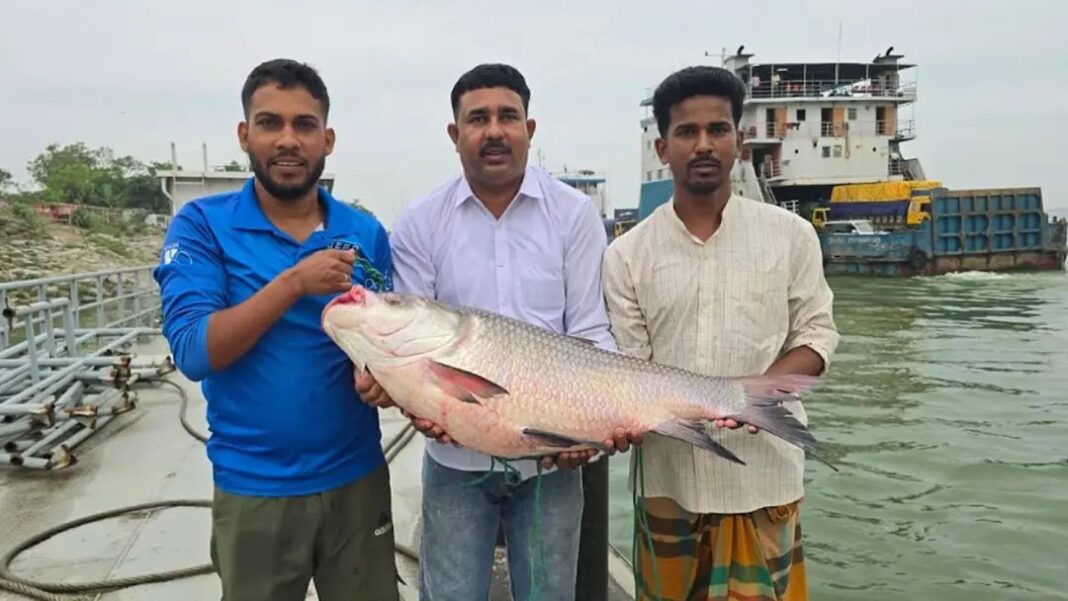 পদ্মার এক কাতল বিক্রি হচ্ছে ৪২ হাজার টাকায়