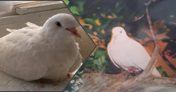 এই ঘুঘুর বয়স ৪৪ বছর