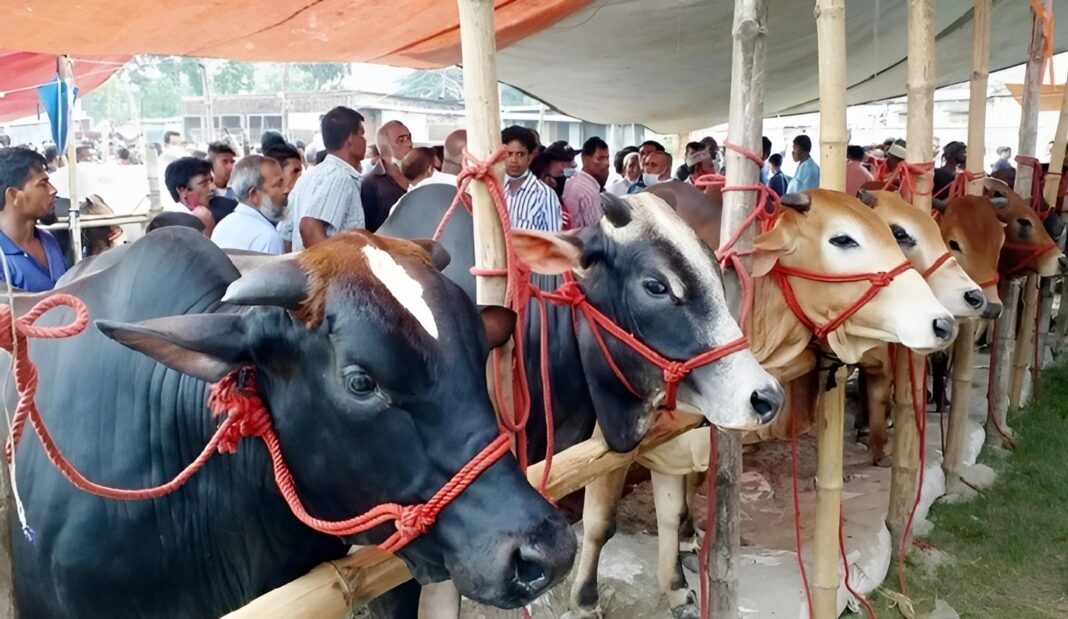 এবার কোরবানিযোগ্য পশুর সংখ্যা ১ কোটি ২৩ লাখ, উদ্বৃত্ত ২২ লাখ