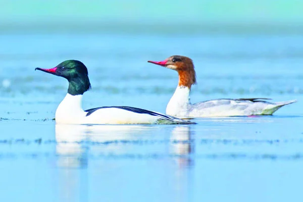 বিরল পরিযায়ী সরুঠোঁট ডুবুরি হাঁস
