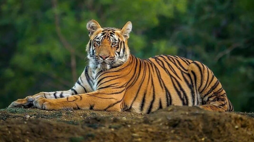 বিশ্ব বাঘ দিবস আজ বিশ্ব বাঘ দিবস আজ