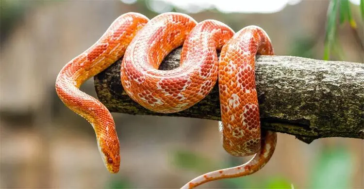 সাপ কতদিন বাঁচে? সাপ কতদিন বাঁচে?
