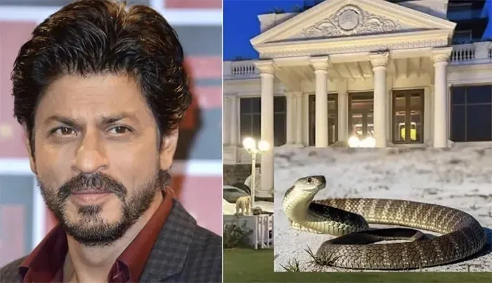 শাহরুখের বাড়িতে দুই সাপের হানা শাহরুখের বাড়িতে দুই সাপের হানা