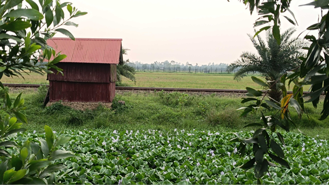 জীবননগর সীমান্তে ভারতীয়সহ ৫ জনকে পুশইন
