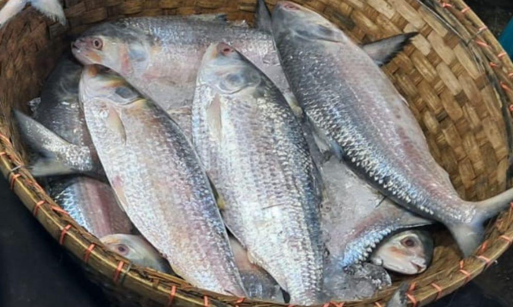 ৮ অক্টোবর থেকে ইলিশ আহরণ-কেনাবেচায় নিষেধাজ্ঞা ৮ অক্টোবর থেকে ইলিশ আহরণ-কেনাবেচায় নিষেধাজ্ঞা