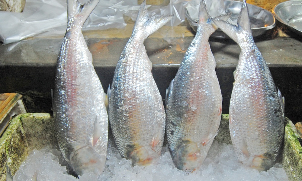 ভারত থেকে ইলিশ আমদানি বন্ধ, ১০৩ সনদ বাতিল