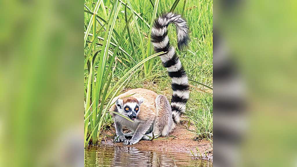 গাজীপুরের সাফারি পার্ক থেকে চুরি হওয়া দুই লেমুর এখন আম্বানির চিড়িয়াখানায় গাজীপুরের সাফারি পার্ক থেকে চুরি হওয়া দুই লেমুর এখন আম্বানির চিড়িয়াখানায়