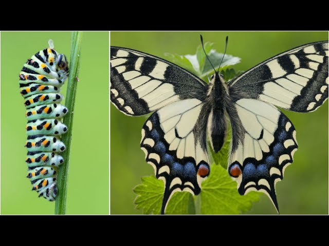 শুঁয়োপোকা থেকে প্রজাপতি