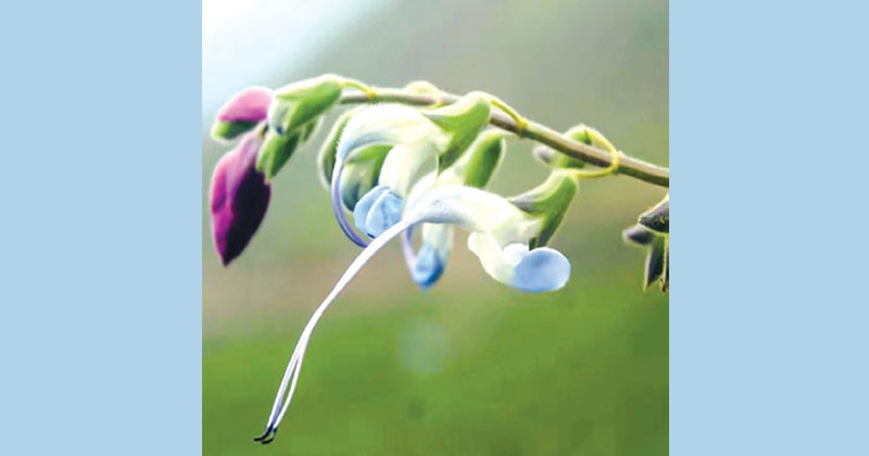 মেসির নামে ফুল, অমর আর্জেন্টিনা
