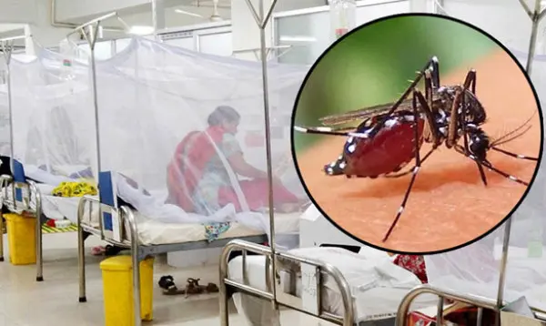 ডেঙ্গুতে আরও ৪ মৃত্যু, হাসপাতালে ভর্তি ২১৬৭