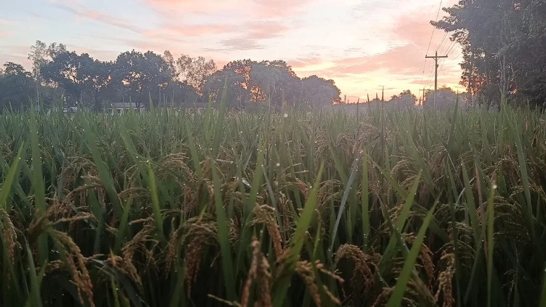 পঞ্চগড়ে বাড়ছে শীতের অনুভূতি