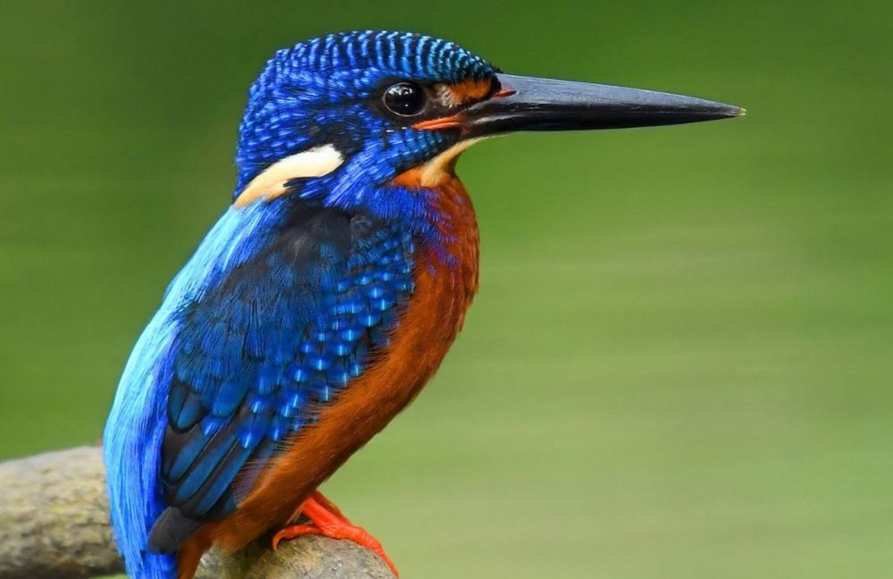 হারিয়ে যাচ্ছে মাছরাঙা